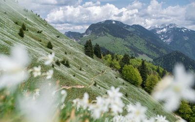 🌼 IZLET NA GOLICU 🇸🇮⛰️ Nedjelja, 31.05.2026.